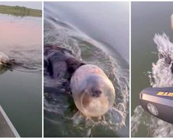 Bear With Head Stuck In Jar Struggled For Oxygen While Trying To Stay Afloat