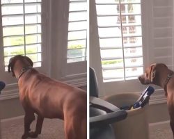 Mischievous Dog Humorously Caught On Camera Closing All The Blinds