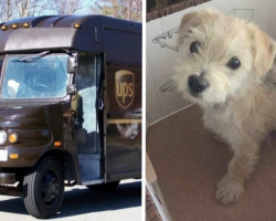 UPS Driver Witnesses A Puppy Dumped Out Of A Car, Stops In The Road & Saves Him