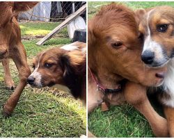 Failed Cattle Dog Meets Disabled Calf And Decides To Be Her New Caretaker