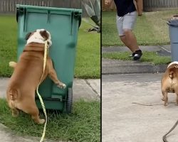 This Bulldog Terrorizes The Neighborhood By Knocking Over Garbage Cans