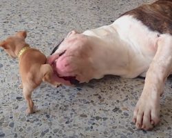 Playful And Spunky Chihuahua Puppy Makes Sleepy Bulldog Feel His Wrath