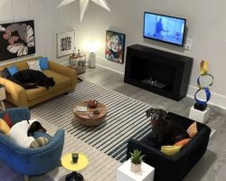 Man Makes Mini Condo For His Dogs Out Of A Spare Bedroom