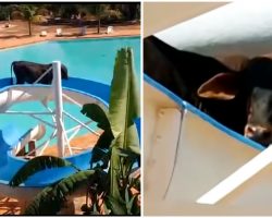 Cow Headed To Slaughter Makes A Run For It, Escapes To Freedom On A Pool Waterslide
