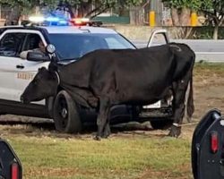 Cow that escaped from slaughterhouse gets spared, thanks to songwriter Diane Warren