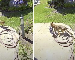 Family Saves Chihuahua From Coyote’s Jaws