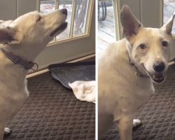 Deaf Dog Gives Barking A Shot, Finds Her Unique ‘Voice’