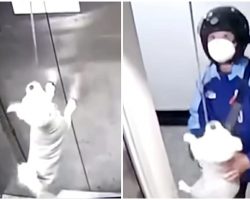 Delivery Man Saves Helpless Dog From Being Strangled By Leash That Got Stuck In Elevator