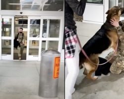 Soldier Walks Out Of The Airport To The Dog She Hasn’t Seen In So Long