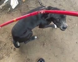Deputies Race To Free And Save Chained-Up Dogs From Fire, Then Put The Fire Out