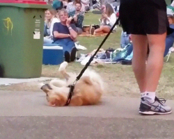 Dog PLAYS DEAD to Avoid Going Home While Park Crowd Watches