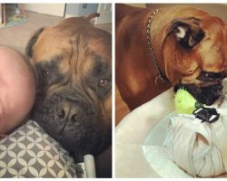 Dog always offers his favorite toy whenever he hears his new baby crying