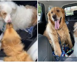 Dog Adorably ‘Boops’ Nose Of Blind, Deaf Friend To Let Him Know He’s There