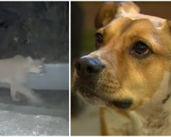 Dog Chases Down Mountain Lion To Protect His Family