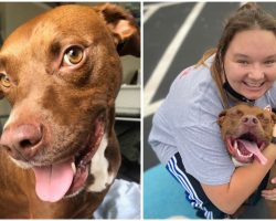 Dog Finally Gets Adopted After Spending Half Her Life Waiting To Find A Forever Home