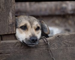 New Law Makes It Illegal To Leave Dogs Chained Up Outside In Texas