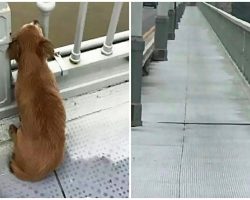 Dog Found Waiting On Bridge Days After Late Owner Committed Suicide