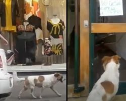Stray Dog Leads Rescuers To Apartment Door Where A Sign Says To Not Let Him In