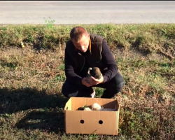 Rescue of Abandoned Dogs Found in a Cardboard Box