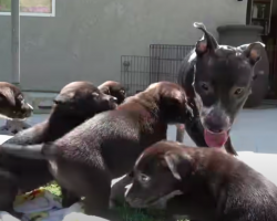 Young Mother Dog Rescued and Reunited With Her Stolen Puppy
