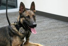 Dog Set To Be Euthanized By Kennel Finds New Home & Gets Second Chance At Life As Police K9