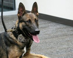 Dog Set To Be Euthanized By Kennel Finds New Home & Gets Second Chance At Life As Police K9