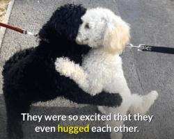 Dog Siblings Meet On The Street, Immediately Recognize Each Other And Can’t Stop Hugging