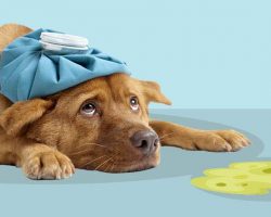 What to Do When Your Dog is Vomiting