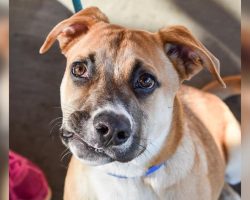 Dog with Crooked Smile Looking for a New Forever Home After Being Returned to Shelter