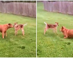 Friendly Fawn Wanders Away From Her Family To Play With Dog In Backyard