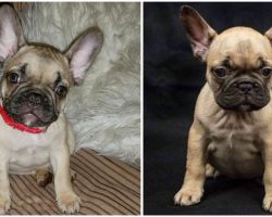 French Bulldog Who Was Stolen Four Years Ago Returns Home, Stunning Her Long-Worrying Owner