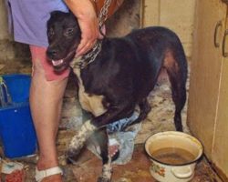 Dog Living In Hell Rescued And Gets A Second Chance