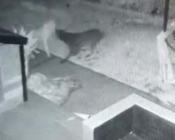 Dog Caught On Camera Playing With A Ghost In The Backyard