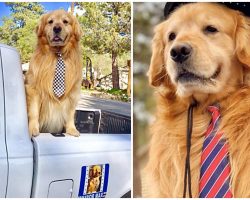 California Town Has Had A Golden Retriever As Their Mayor For The Past 8 Years