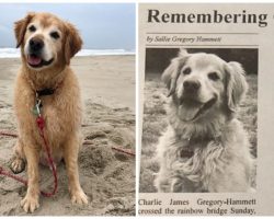 Woman Channels Grief Of Losing Her Golden Retriever Into Touching Obituary