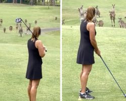 Mob of Kangaroos Interrupts an Australian Golfer the Moment She’s About to Tee Off