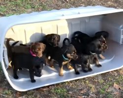 Puppies Step Out Onto The Grass For The Very First Time