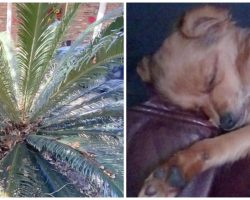 Grieving Dog Owner Had “No Idea” A Plant In His Backyard Was Toxic To Dogs