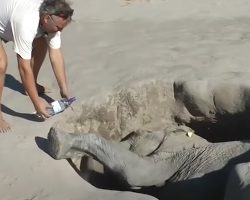 Man Comes Across Elephant Calf Stuck In A Hole – Heroic Rescue Has Everyone Cheering