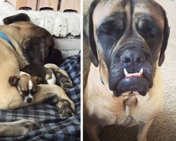 Gentle Giant Gets A New Little Sister And Falls In Love With Her