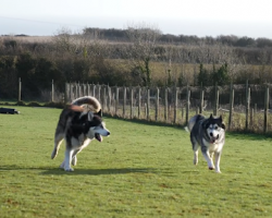 Husky Is Shocked He’s Reunited With Best Friend For Christmas!