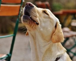 Common Dog Behaviors And What They Really Mean