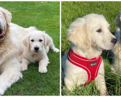 Little Pup Acts As “Guide Dog” For Blind Golden Retriever Big Brother