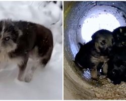 Stray Mama Dog Leaves Snowy Drain Pipe To Ask Strangers To Save Her Babies