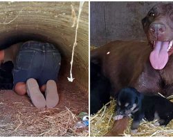Mama Dog Carried Her 12 Puppies Safe Safely In A Tunnel To Wait For Help