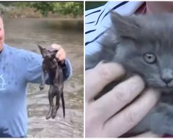 Man Braves Floodwaters And Saves Kitten From Drowning