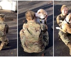 Dog Doesn’t Recognize His Military Mom At First, Then Gets A Whiff Of Her Scent