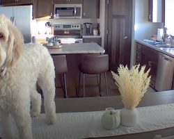 Owners Find Out What Their Dog Does While Home Alone via Security Camera & Can’t Stop Laughing