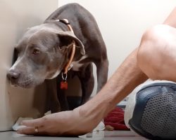 Growling Pittie Turns Into A Playful Puppy The First Time She Runs On Grass