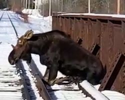 Rescuers Teamed Up To Save 700-Pound Moose From Railroad Tracks